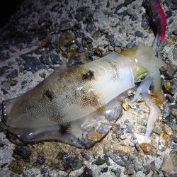 今年はまだまだアオリイカ