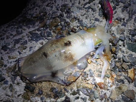 今年はまだまだアオリイカ