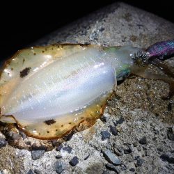 今年はエギングを長く楽しめる？