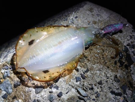 今年はエギングを長く楽しめる？