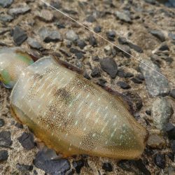 デイエギングの釣果!