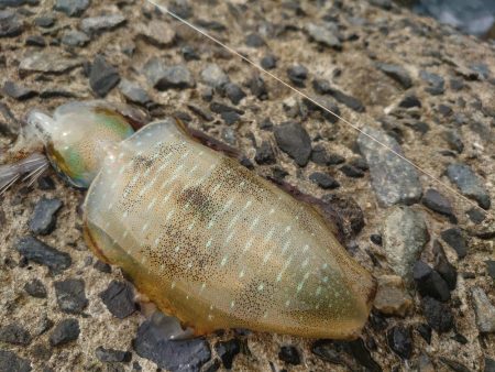 デイエギングの釣果！