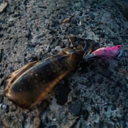 今年はどこでもエギング好調!