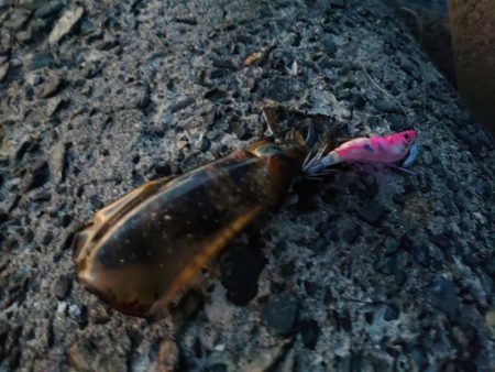 今年はどこでもエギング好調！