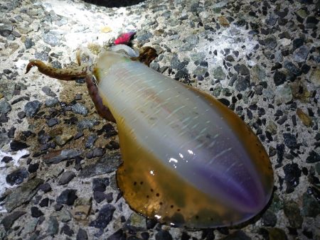 アオリイカも型揃いに