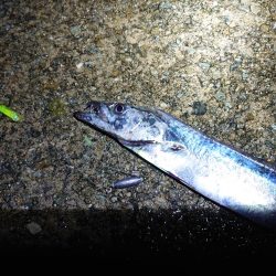 少し遅めの刀狩り!