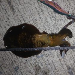 アオリイカ🦑とアジ…