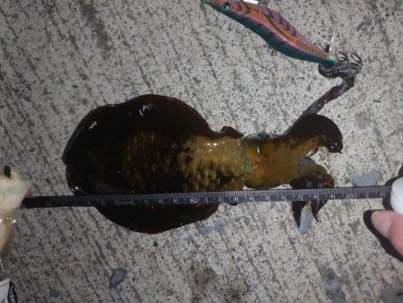 アオリイカ🦑とアジ…