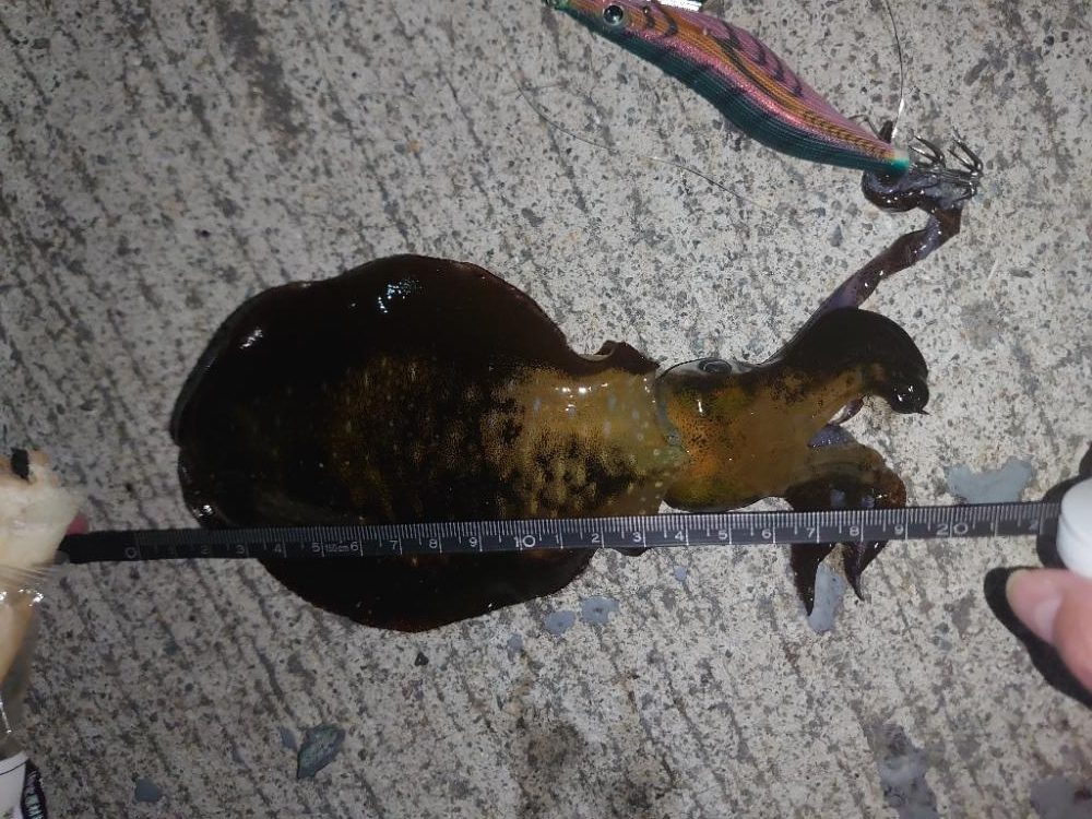 アオリイカ🦑とアジ🐟