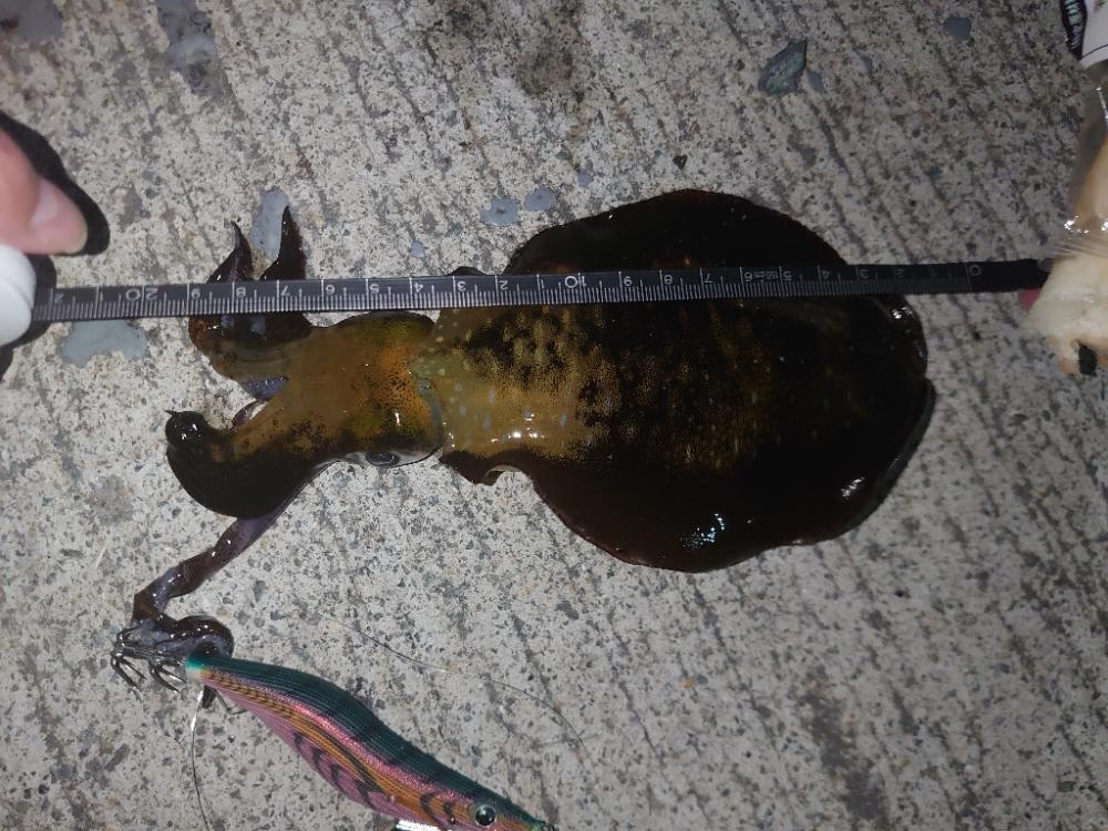 アオリイカ🦑とアジ…
