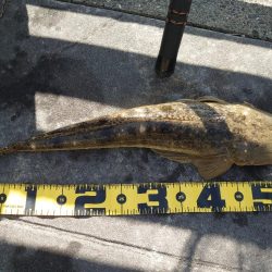 青物狙いのノマセ釣り🎣