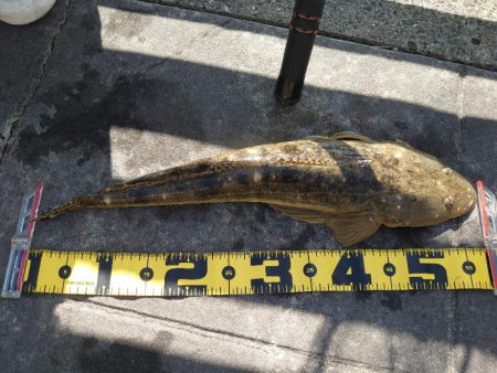 青物狙いのノマセ釣り🎣