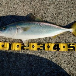 アジングとノマセ釣りとショアジギングの欲張…