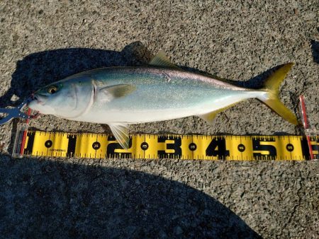 アジングとノマセ釣りとショアジギングの欲張…