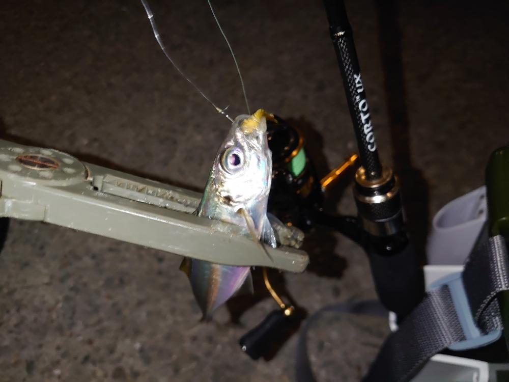 アジング釣行🎣