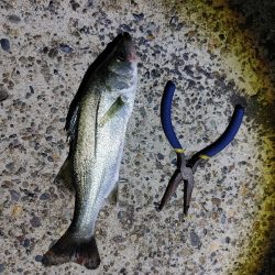 セイゴ2匹(18～23cm)