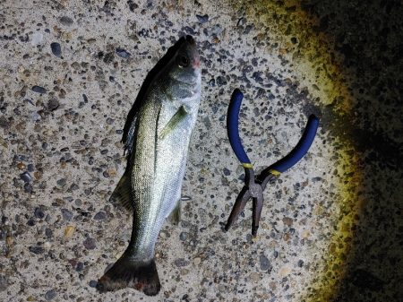 セイゴ2匹(18～23cm)