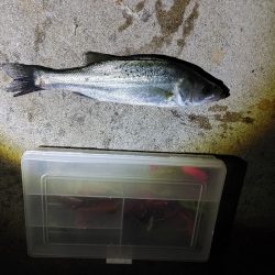 セイゴ3匹(19～22cm)