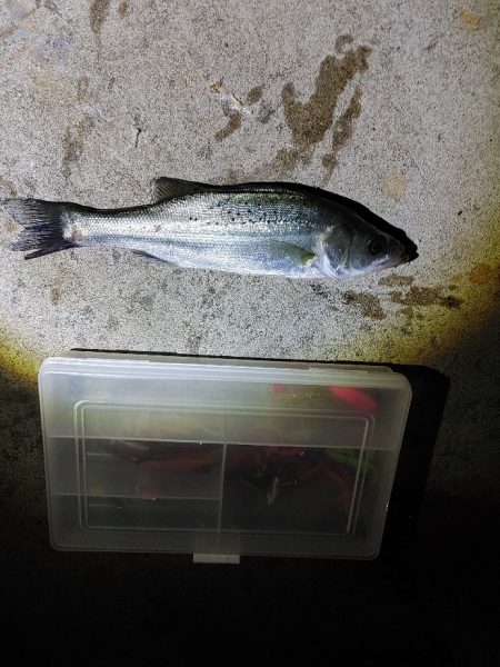 セイゴ3匹(19～22cm)