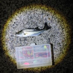 なんとか1本セイゴ22cm(^^;)