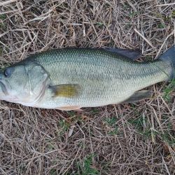 ブラックバス39cm