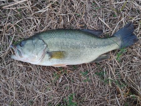 ブラックバス39cm