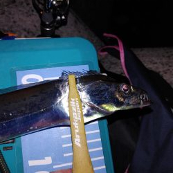 ワインド アジング