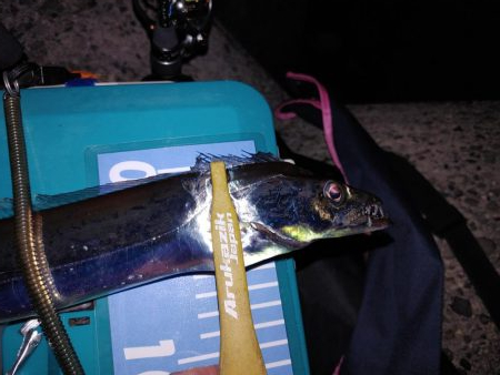 ワインド　アジング