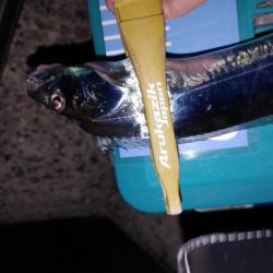 爆風ワインド、アジング