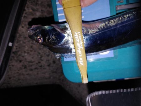 爆風ワインド、アジング