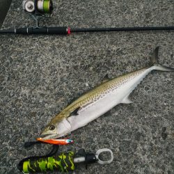 ルアーのおかげ？