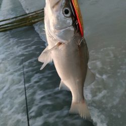 やっと見れたシーバス