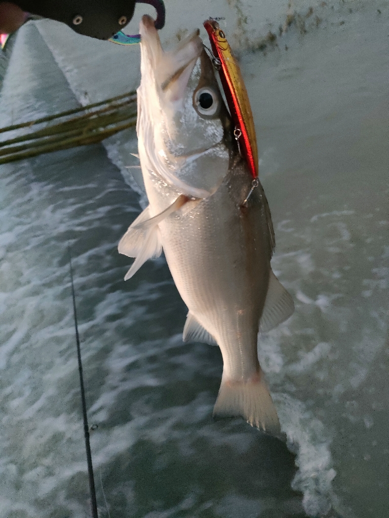 やっと見れたシーバス