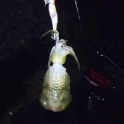 舞鶴でエギング