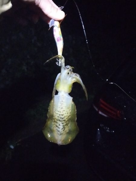 舞鶴でエギング