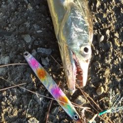 朝マズメ／ベイト多数