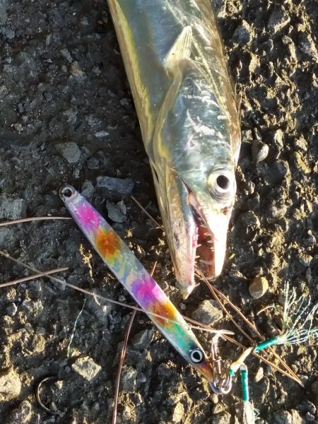 朝マズメ／ベイト多数