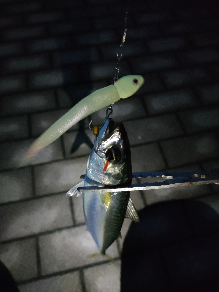 タチウオ釣果もサバのみ