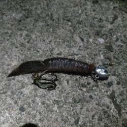 タチウオは釣れる