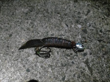 タチウオは釣れる