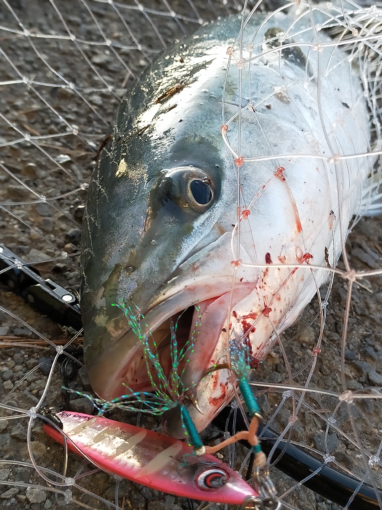 今季初メジロ（ワラサ）