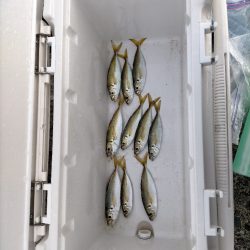 終わりそうなアジ