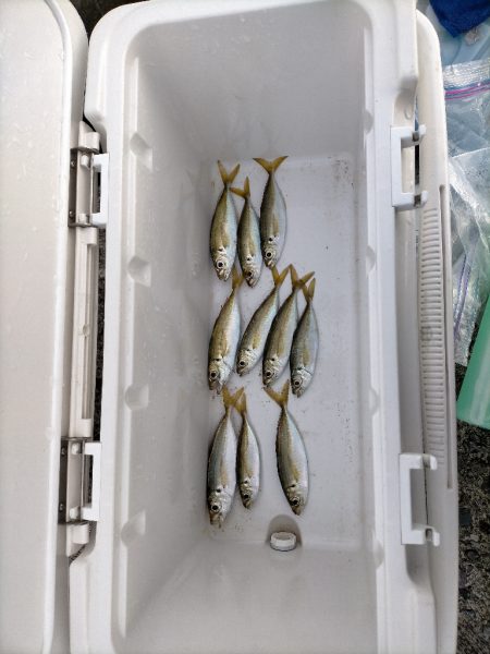 終わりそうなアジ