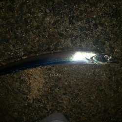 上手い人は釣る