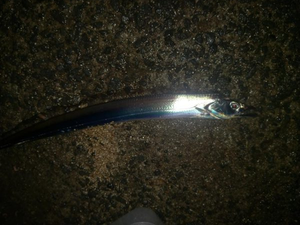 上手い人は釣る