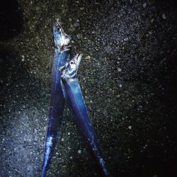 ２年ぶりのタチウオ