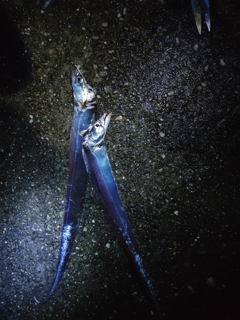 ２年ぶりのタチウオ