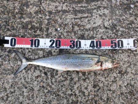 サゴシ＆タチウオ