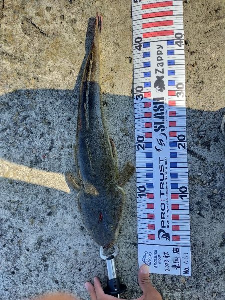 サゴシ狙いで来たものの