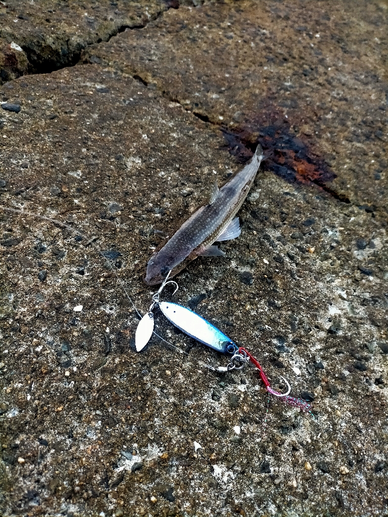 まだおらぬ青物!!